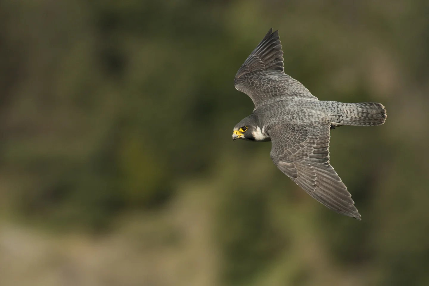 Recovering from under 400 pairs in the 1960s to well over 1500 today, peregrines have made a come-back and are giving us better and closer views than ever before