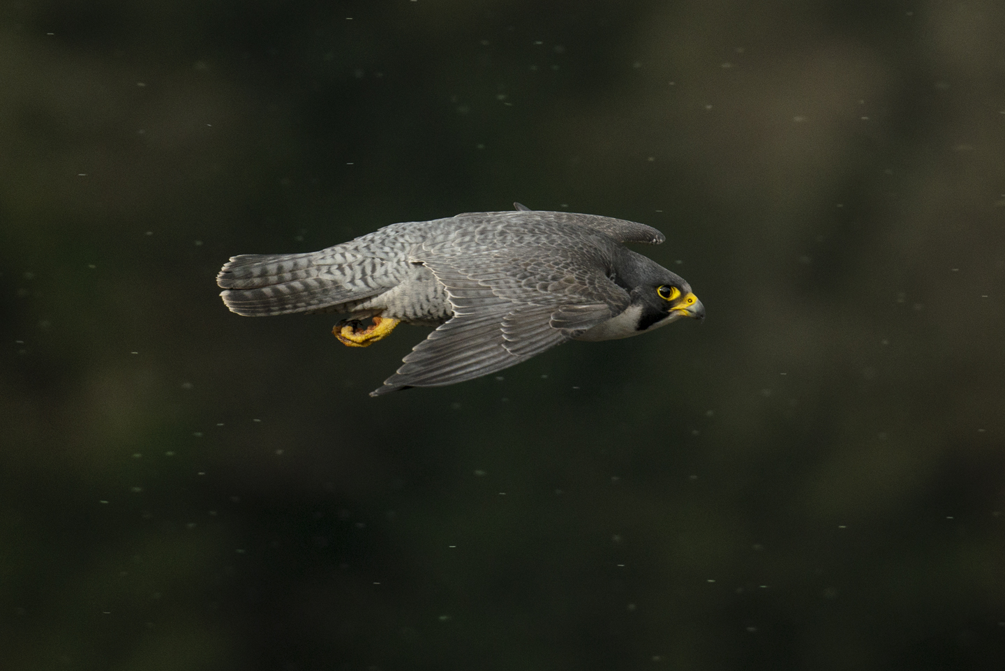  The peregrine, or "wandering" falcon is no longer a nomad, preferring to hold its territory year round, come rain or shine 