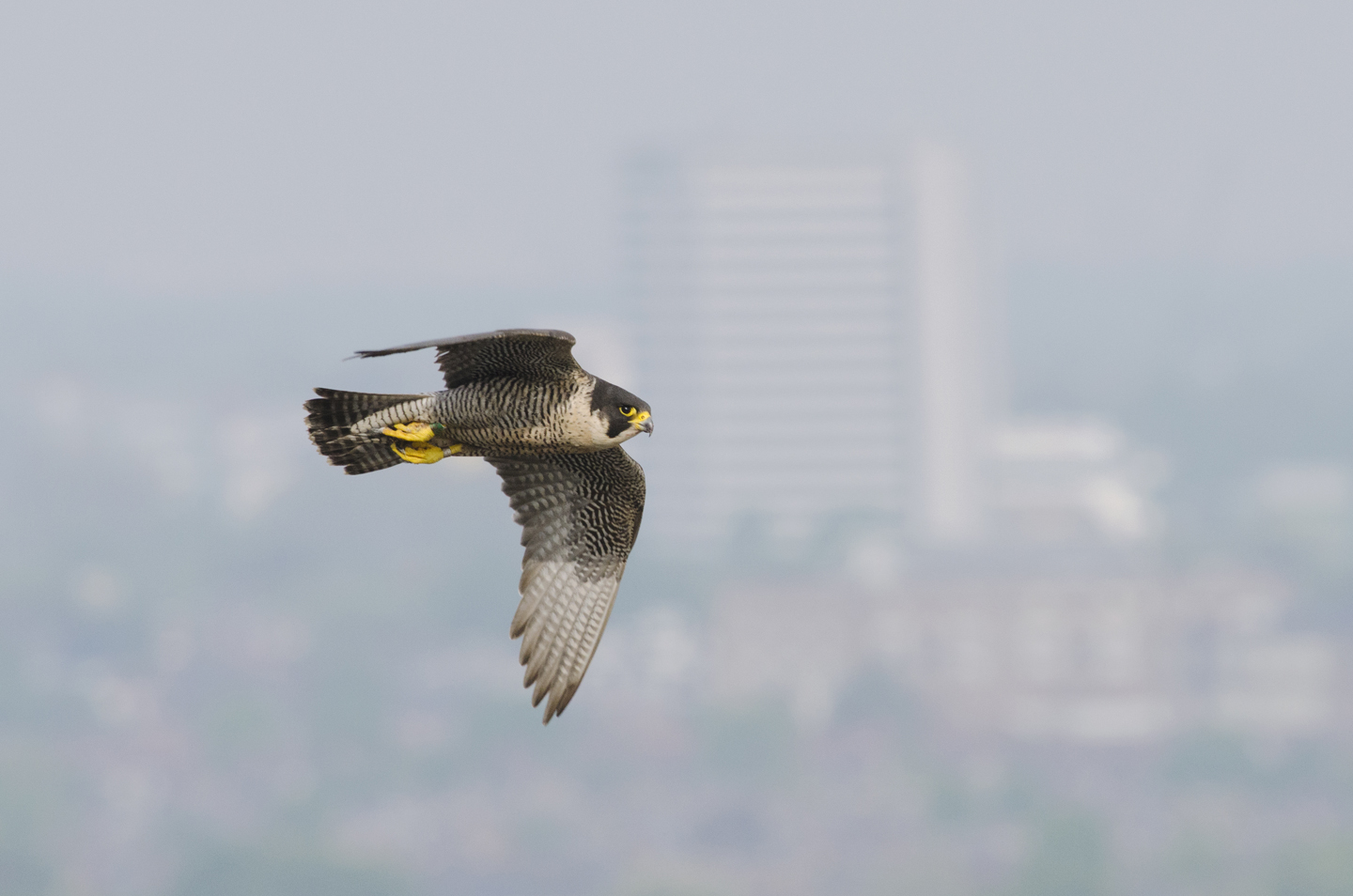  Tall city structures replace crag and cliff and now peregrines are just as comfortable patrolling our urban skies 