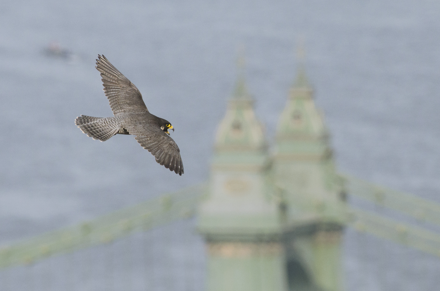   Urban peregrines often nest near rivers as they&nbsp;are natural conduits for birds on the move and it pays to to make the most of this regular source of food  