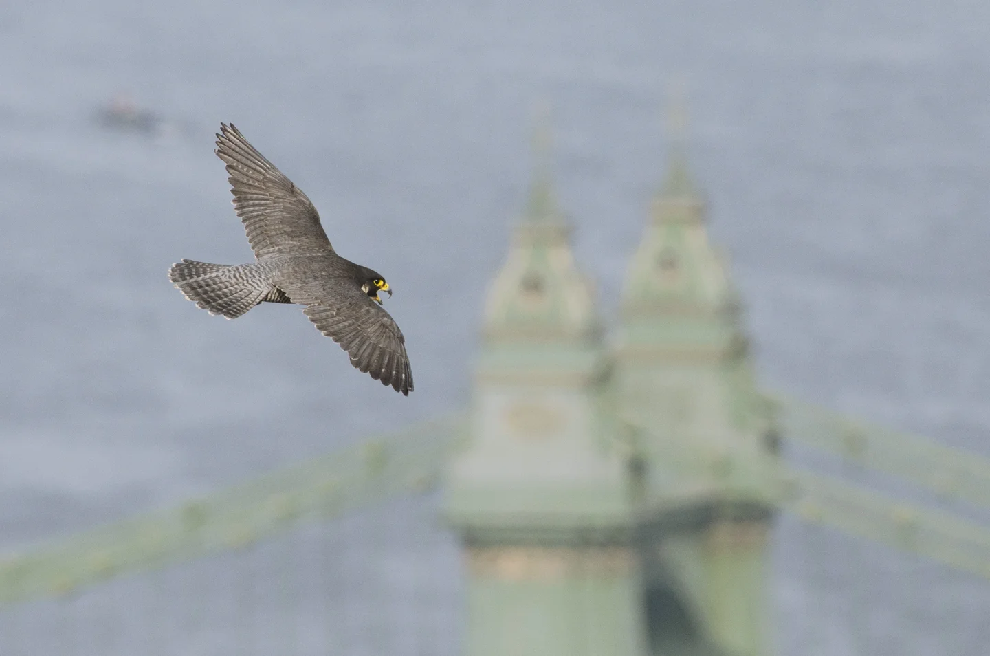 Urban peregrines often nest near rivers as they are natural conduits for birds on the move and it pays to to make the most of this regular source of food