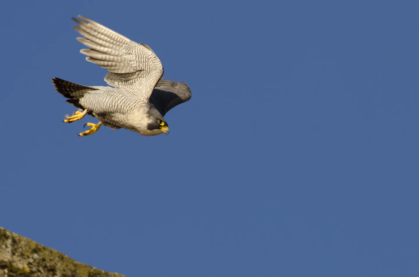If he spots a potential target, rival, or threat he is ready to take to the air and can quickly reach remarkable speeds
