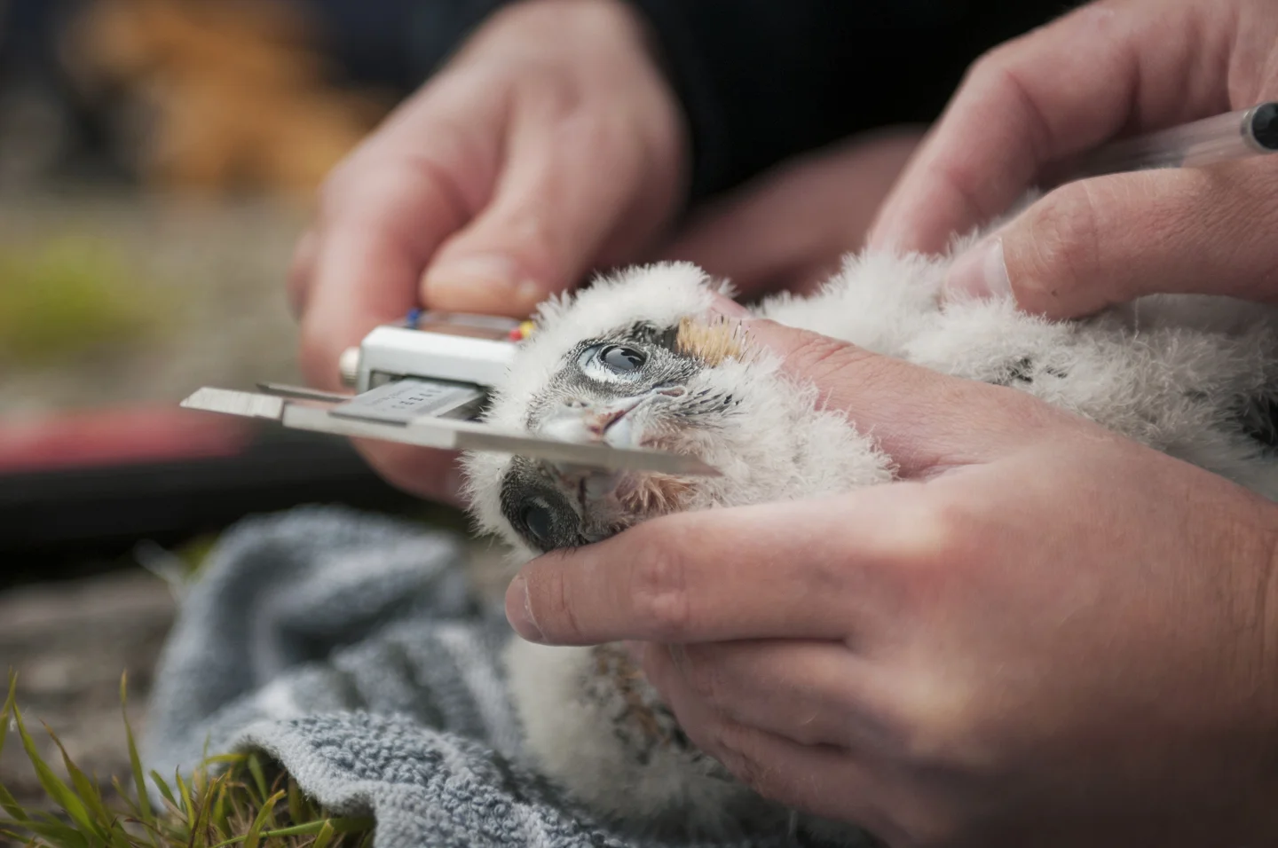 Urban and suburban peregrines can be much more easily monitored than their rural counterparts. The nestlings are ringed at around 3 weeks old