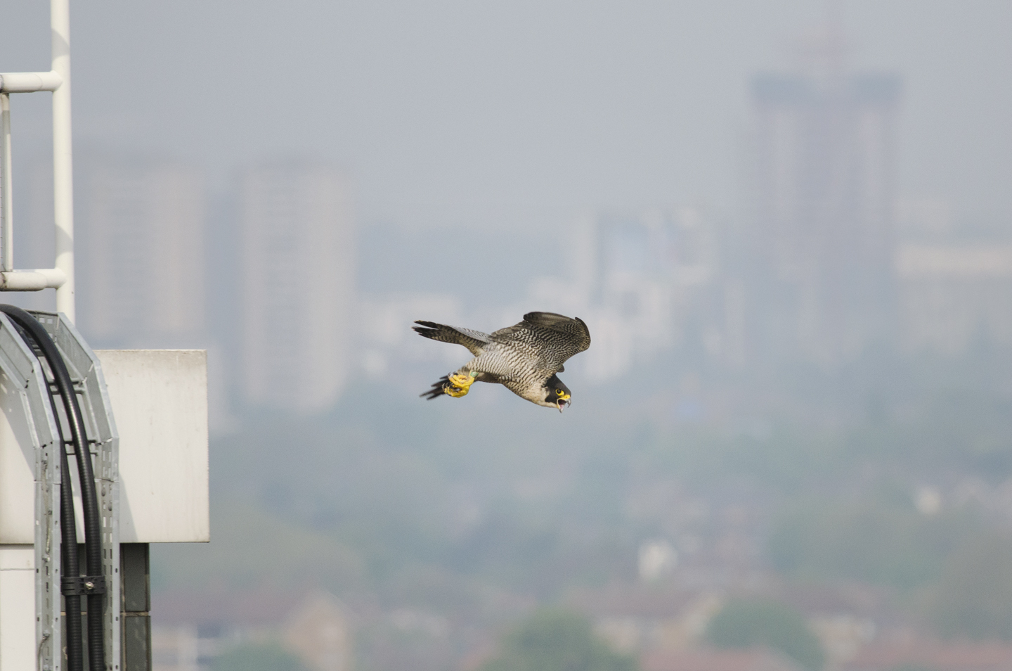  The artificial lights from buildings and street-lamps create a glow, which the peregrines use to hunt migrants on passage under the cover of darkness, oblivious to the dangers below 