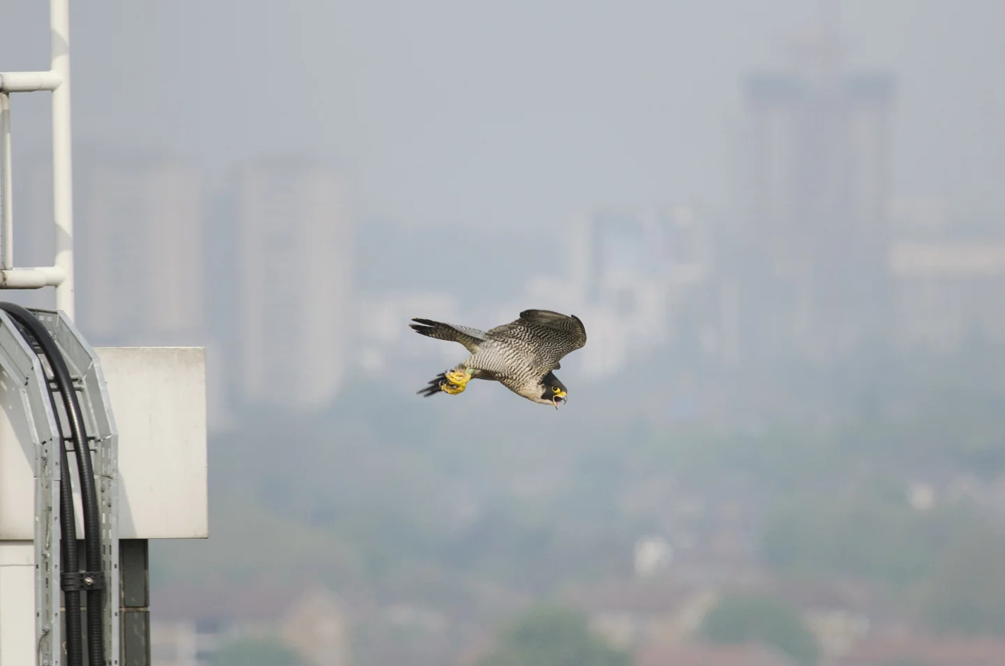 The artificial lights from buildings and street-lamps create a glow, which the peregrines use to hunt migrants on passage under the cover of darkness, oblivious to the dangers below