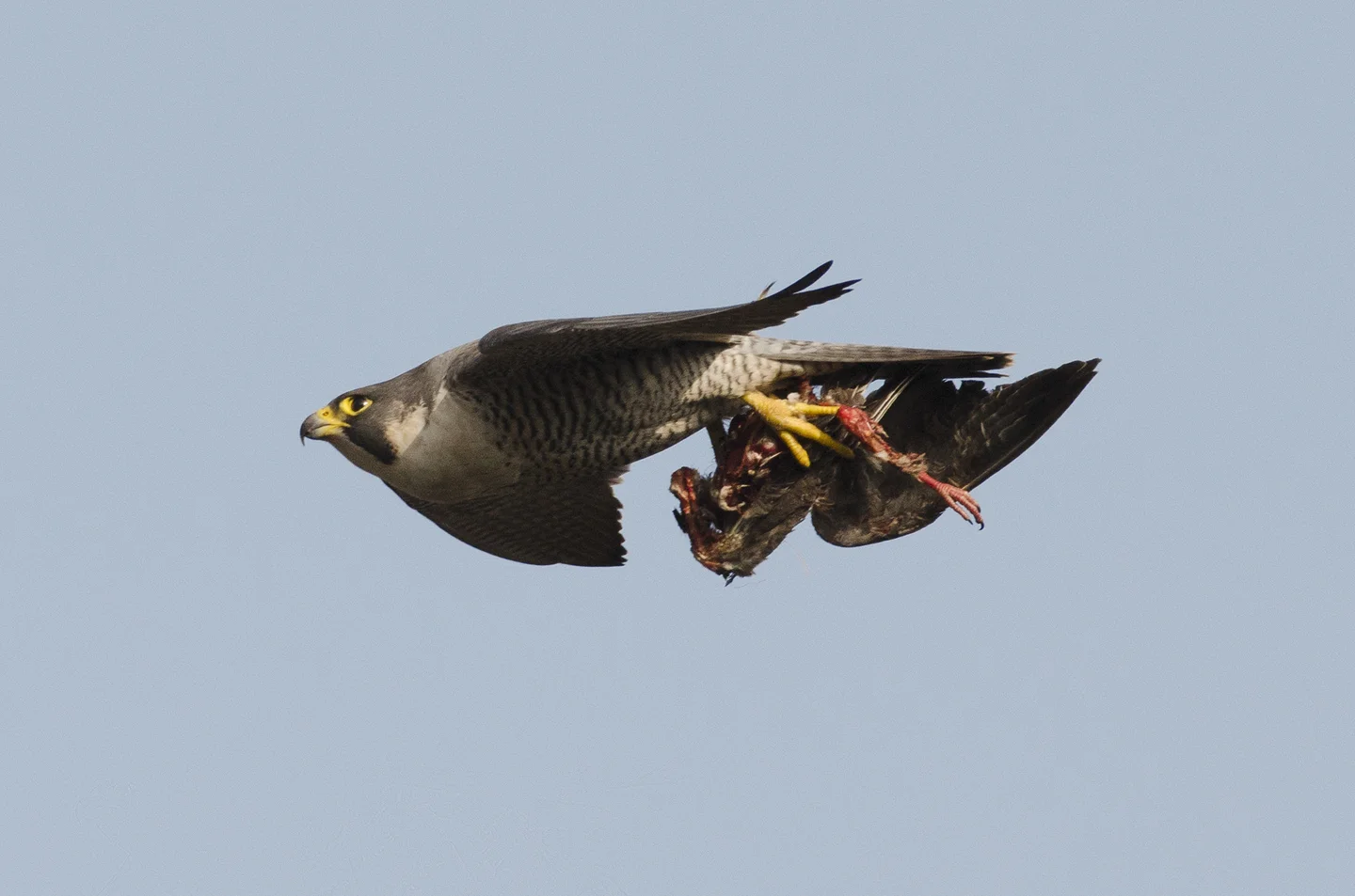The feral pigeon is an important prey species for the urban peregrine, but only makes up around 50% of its diet. In Autumn and Winter that can drop to less than a third