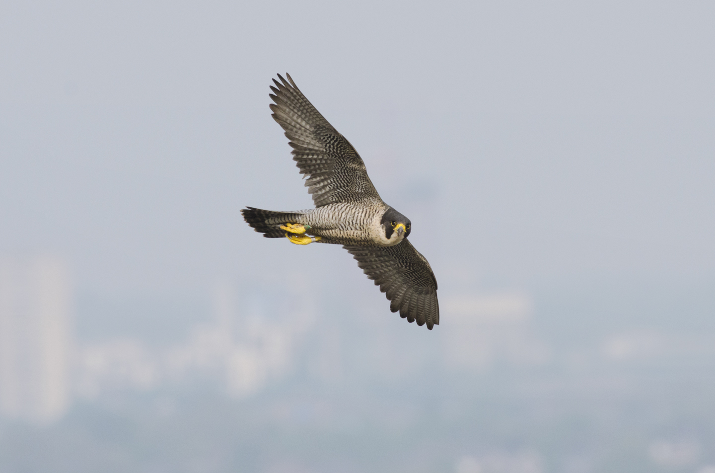  This has started to happen most noticeably in the south of England, where there are now more peregrines than ever before 