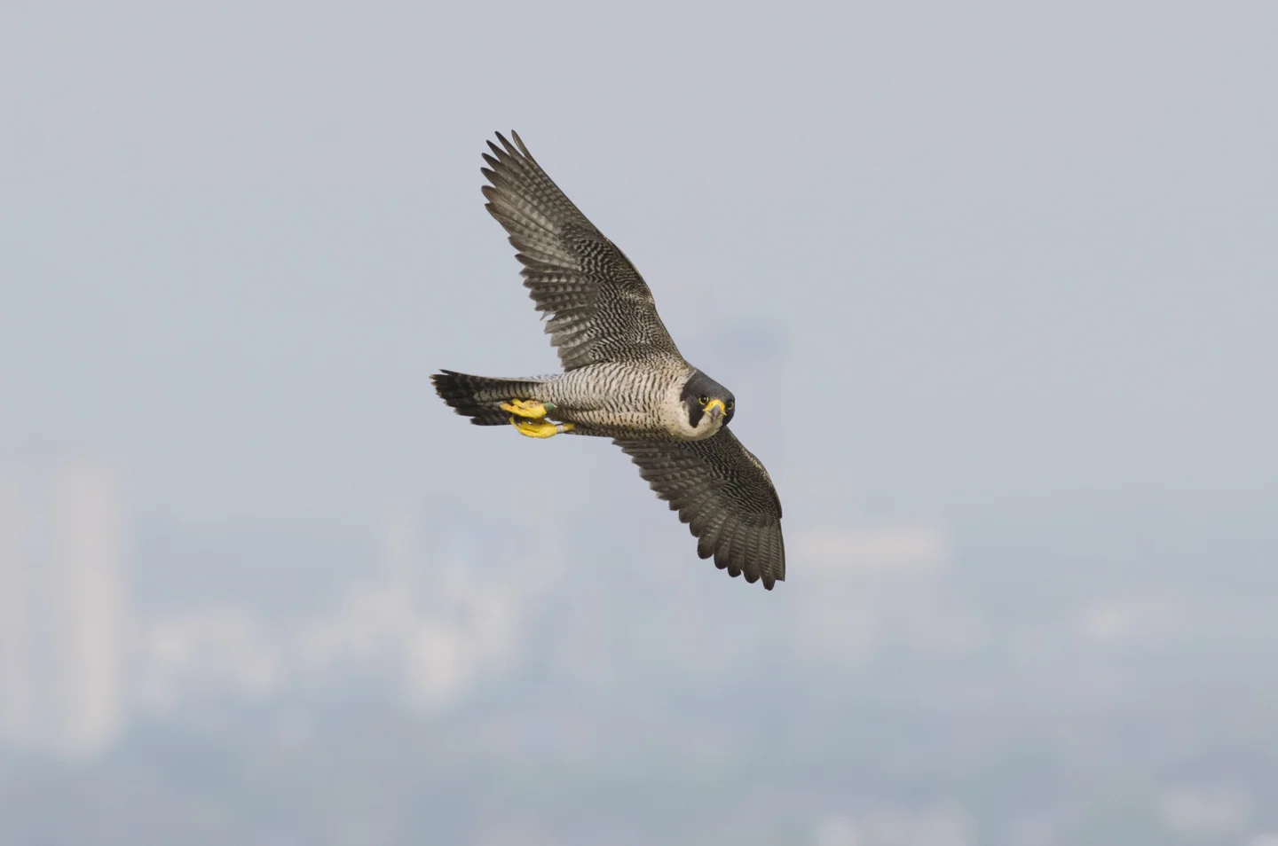 This has started to happen most noticeably in the south of England, where there are now more peregrines than ever before