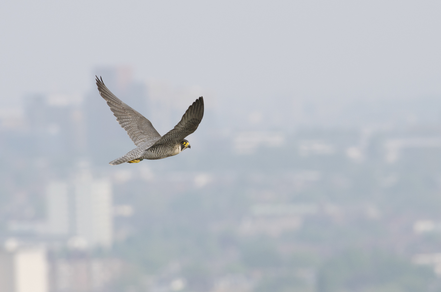  Peregrines are not entirely free from persecution in cities and&nbsp;pigeon fanciers can occasionally be a problem, but they are comparatively safe&nbsp;and an&nbsp;increase in numbers has meant an increase in understanding 