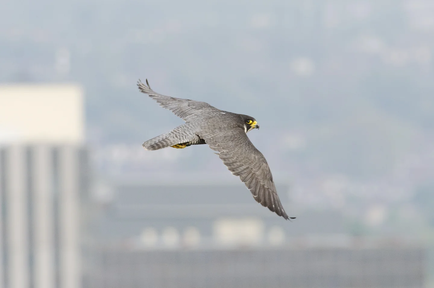Long pointed wings, powerful shoulders and a hooked bill, they are formidable and ready to find territories of their own