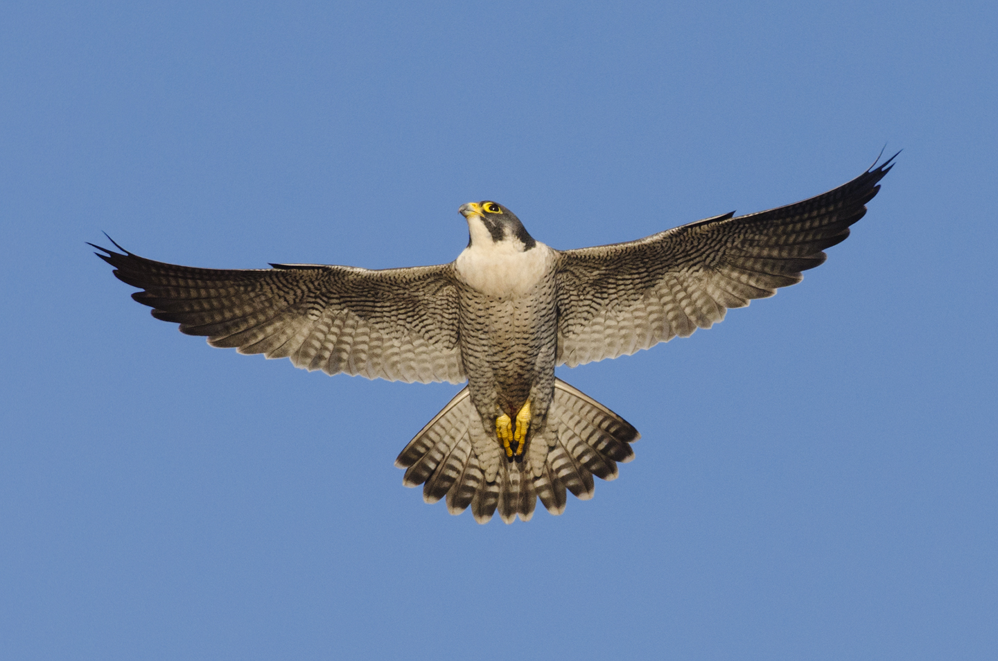  The year starts with flight displays by the tiercel to impress the female. Flight and ledge displays, prey-transfers and other courtship rituals are important in pair bonding 