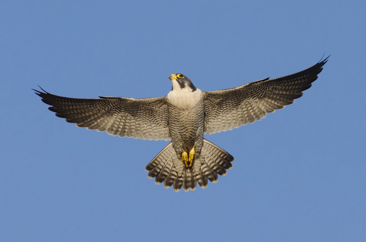 The year starts with flight displays by the tiercel to impress the female. Flight and ledge displays, prey-transfers and other courtship rituals are important in pair bonding