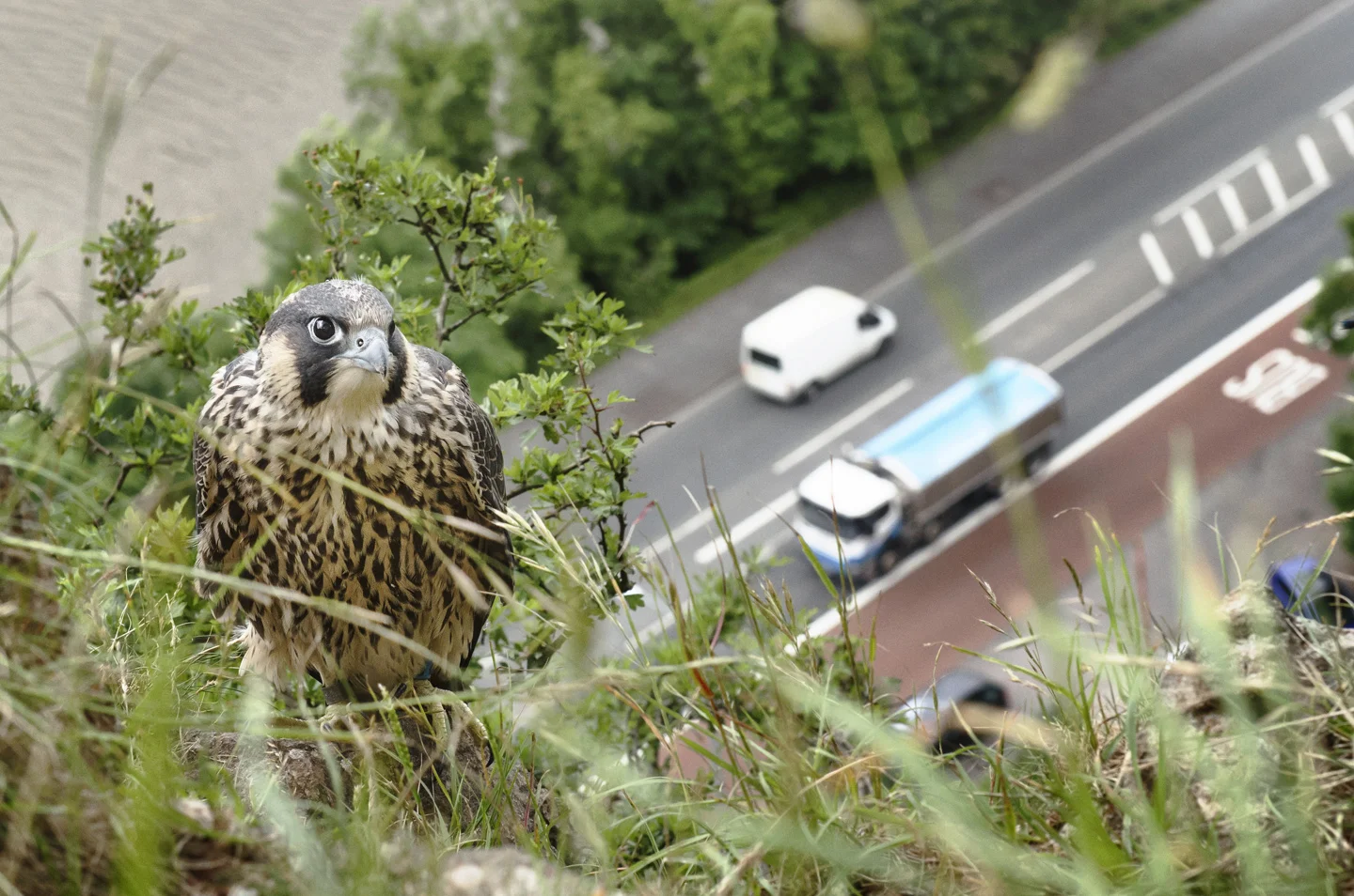 Clumsy fledglings can turn up in unexpected places, like this cliff-top above a busy main road
