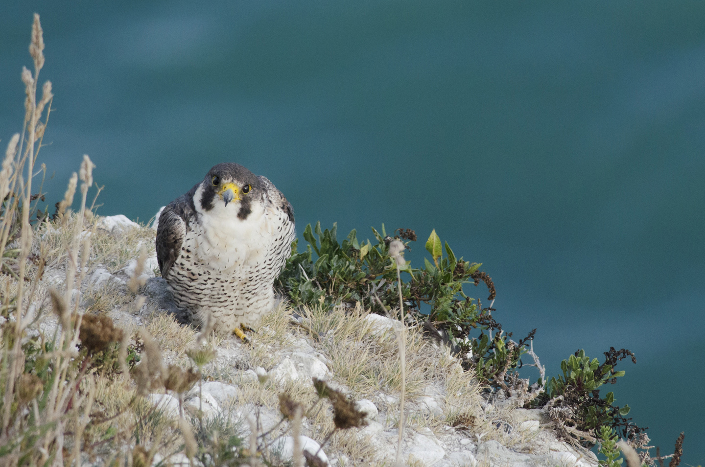  Coastal peregrines will often stay close to busy sea-ports like this one on the white cliffs near Dover, ostensibly for the pigeons, but perhaps more likely for the added light to hunt nocturnally 