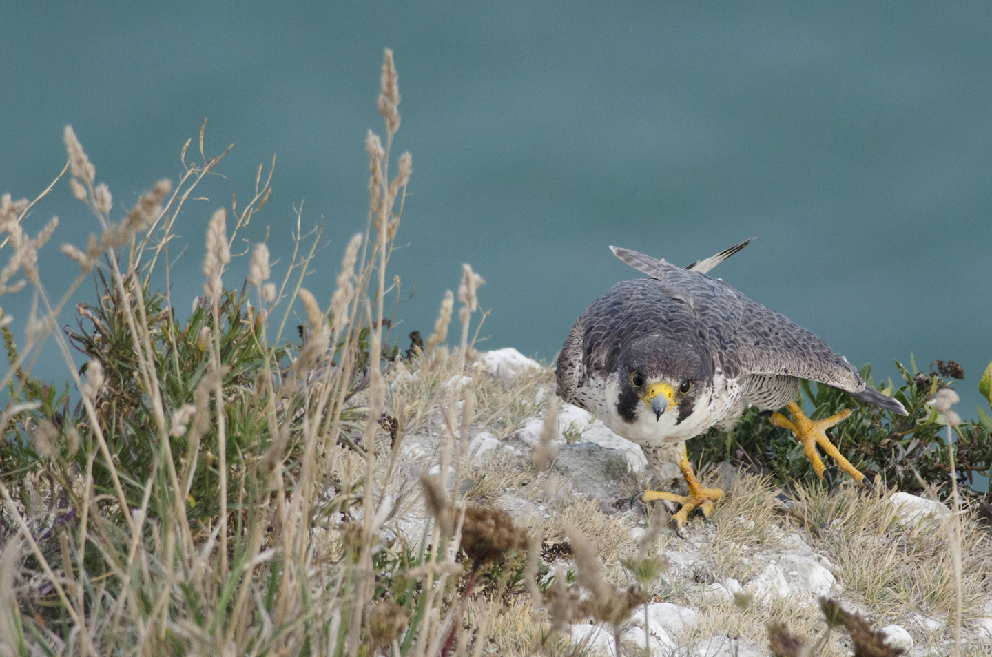  Coastal and rural peregrines are still at risk from persecution, particularly in the north of England, where the small game shooting industry is prevalent 