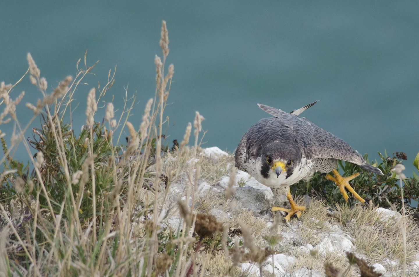Coastal and rural peregrines are still at risk from persecution, particularly in the north of England, where the small game shooting industry is prevalent