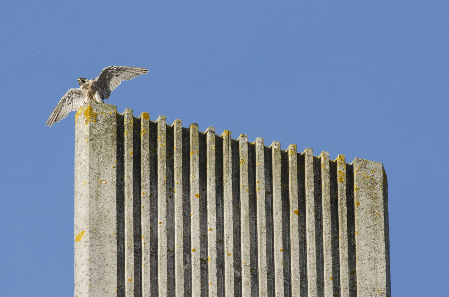 But although they have become an icon of the urban landscape in the south, it is not all good news and in parts of northern England, Wales and Scotland, numbers are still declining