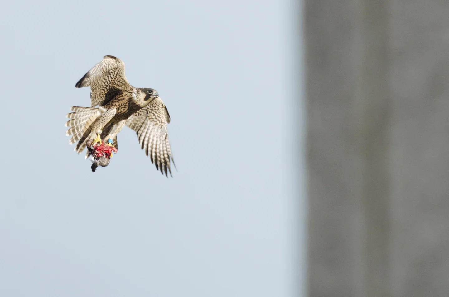 Juveniles can struggle to carry prey, even when butchered into small pieces by their parents, and will often drop it mid-flight