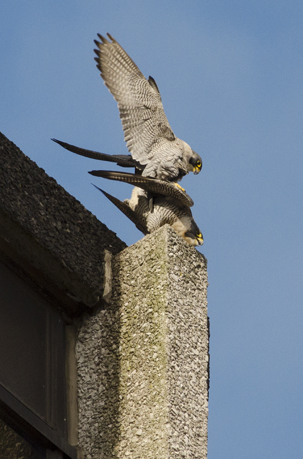  Throughout the Spring they mate many times, partly as pair bonding and usually around their chosen nesting ledge 