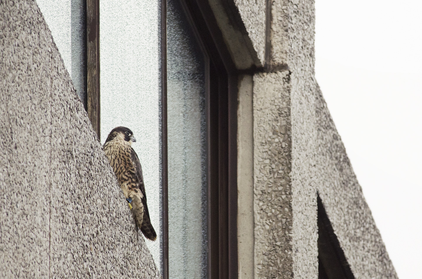  Juvenile peregrines blend in to the urban environment as well as they do a coastal cliff - the habitat is surprisingly similar, with its tall rocky outcrops inhabited by gulls and pigeons 