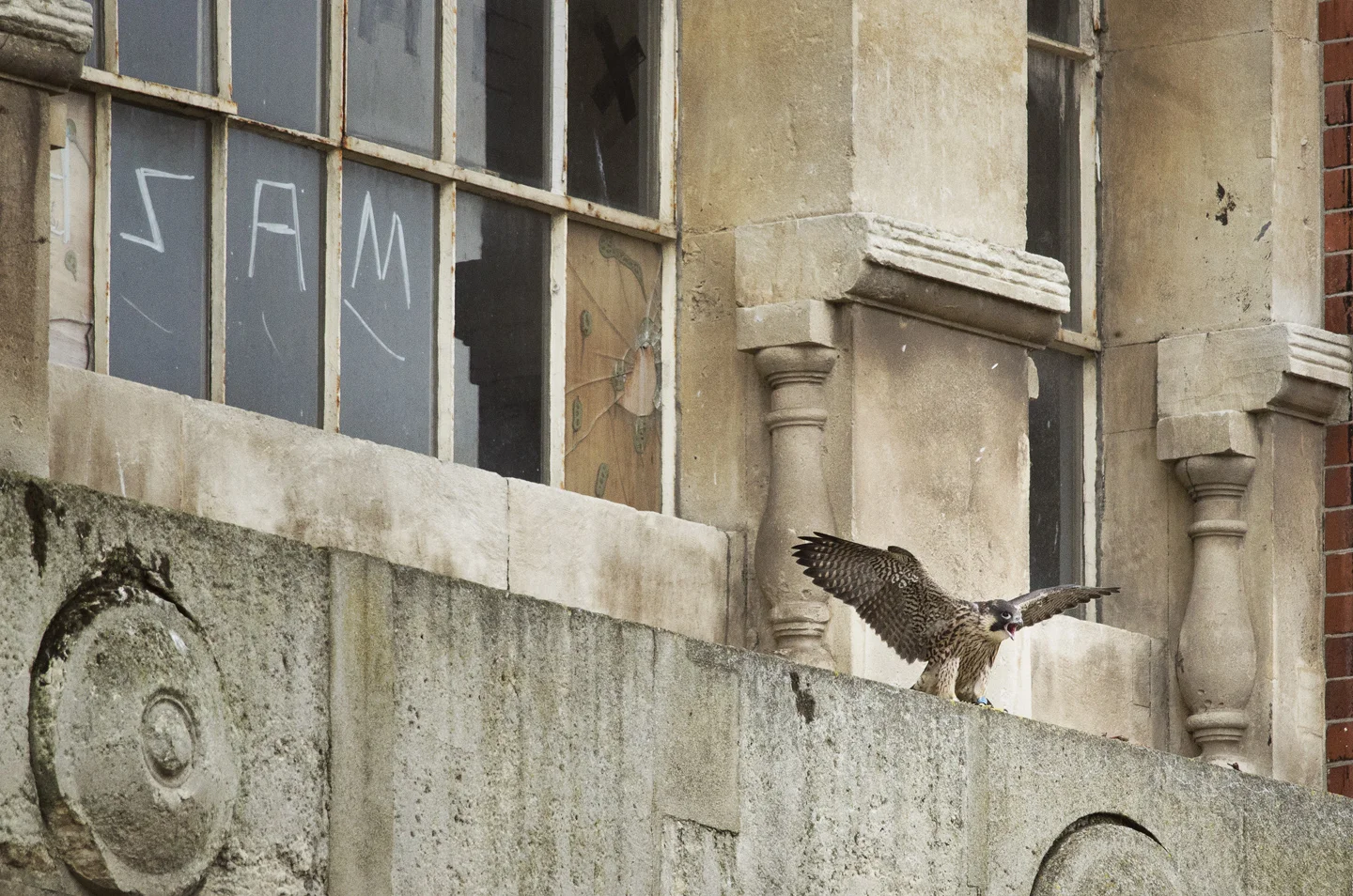 As the year progresses, the nestlings prepare for fledging by stretching and wing-flapping to strengthen their wing muscles