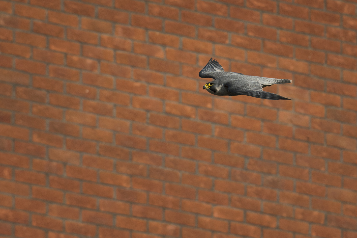  Sharing our towns and cities with peregrines is helping to change public attitudes towards raptors for the better and for now, it looks like urban peregrines are here to stay 