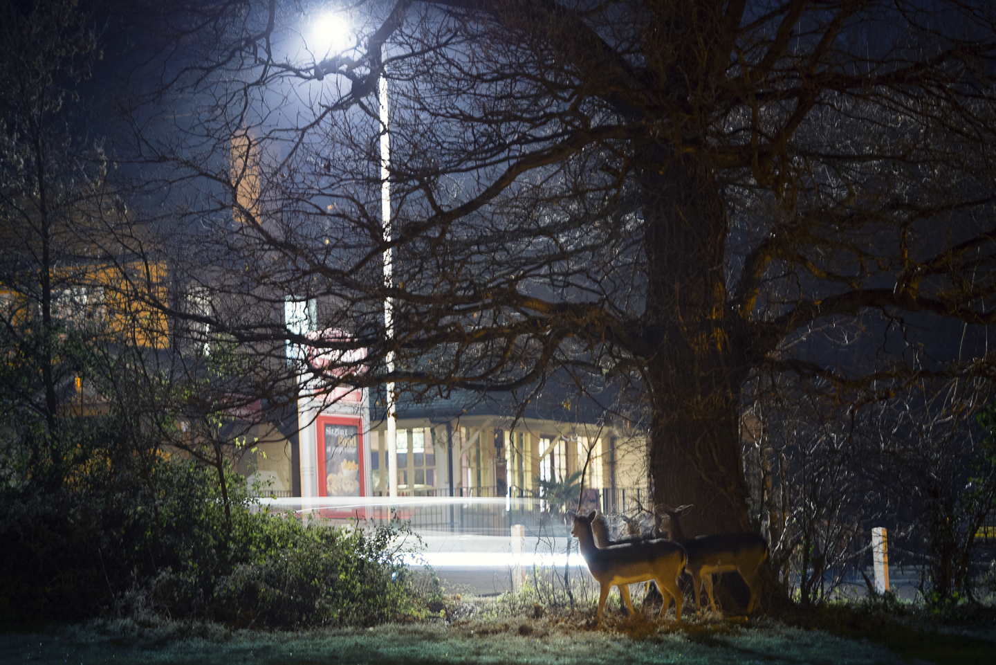  On cold Winter nights on the outskirts of London, fallow deer peer from the woods 