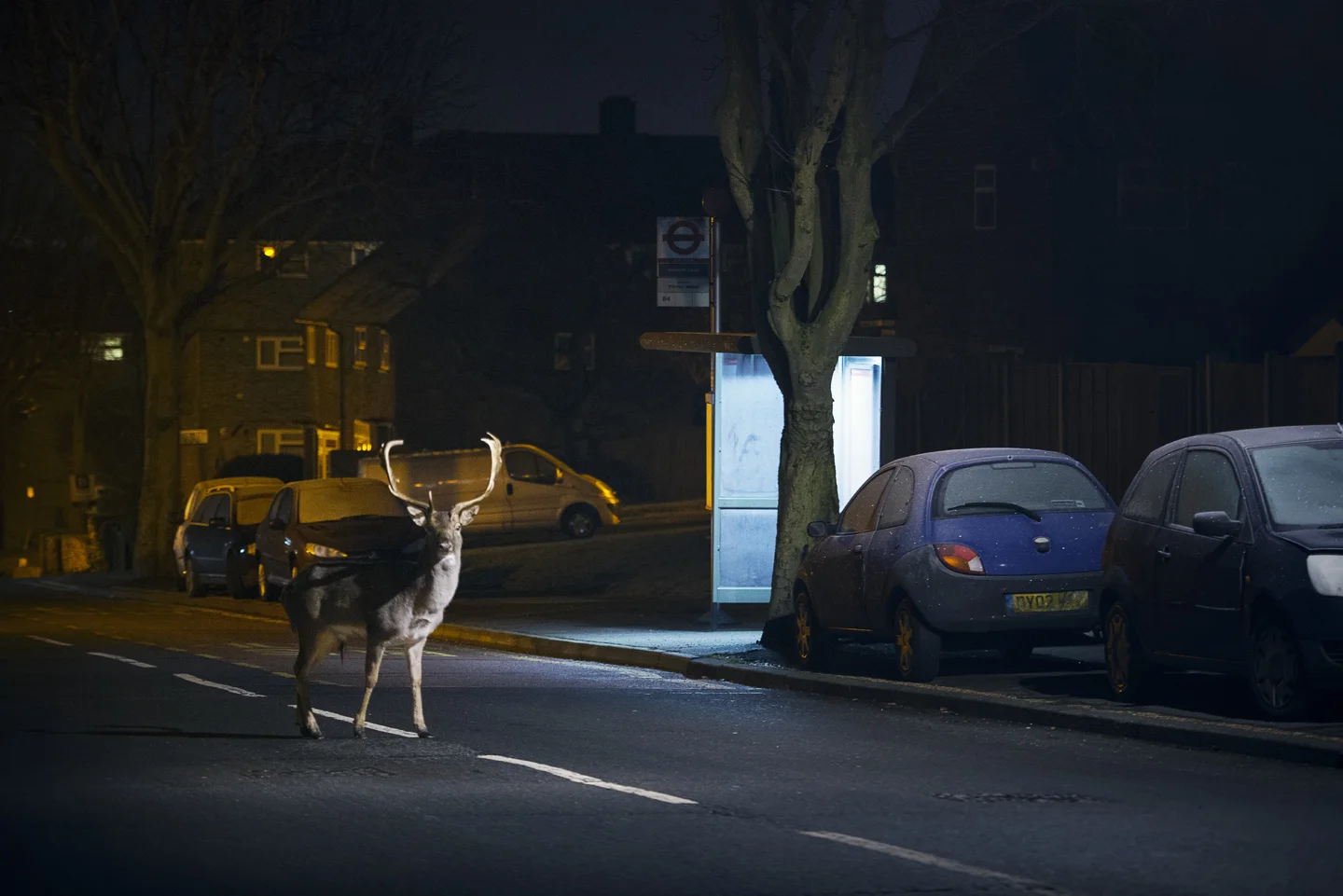 Its hard to predict when the deer will come into the city, but frosty nights seem to be best for the big bucks