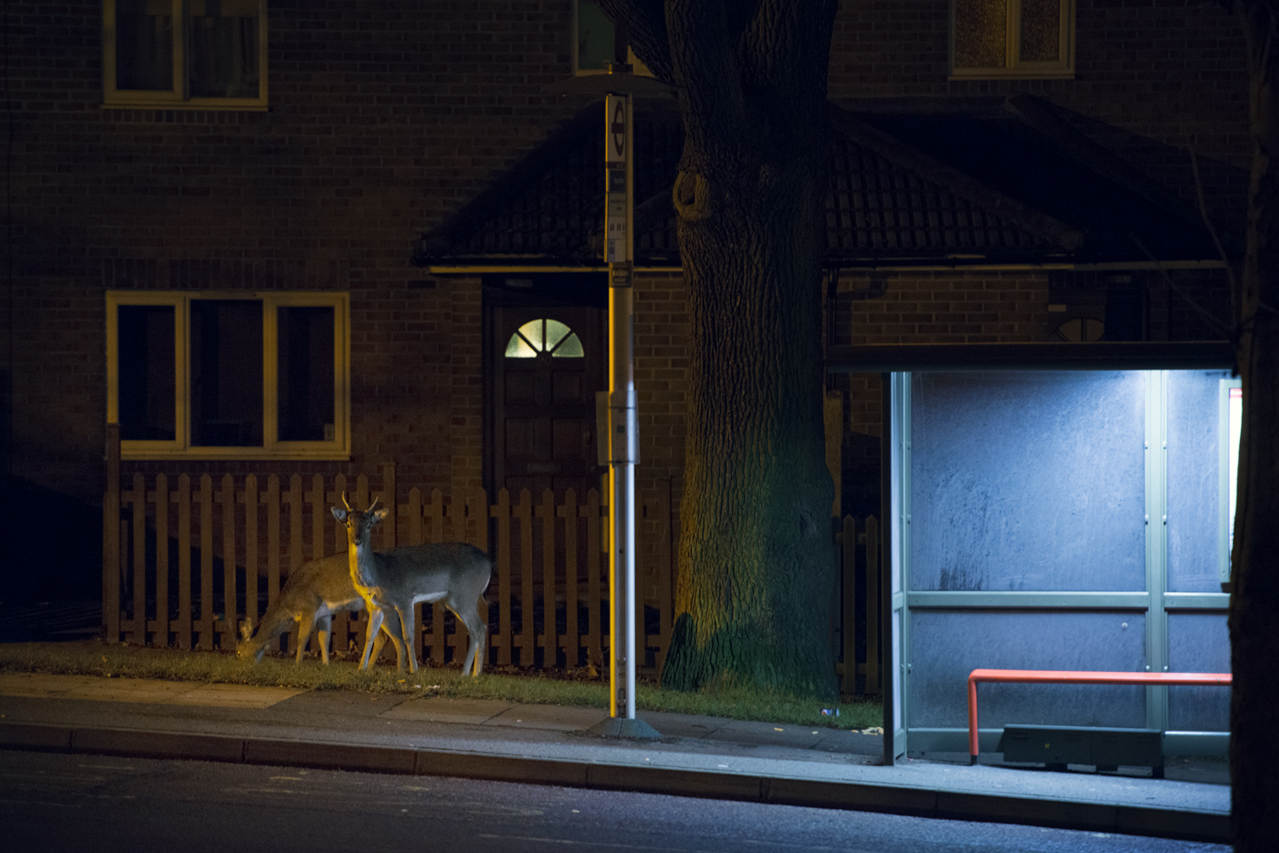   People sat at the bus stops on the way to work may never realise that wild deer have been feeding around their feet just hours before  