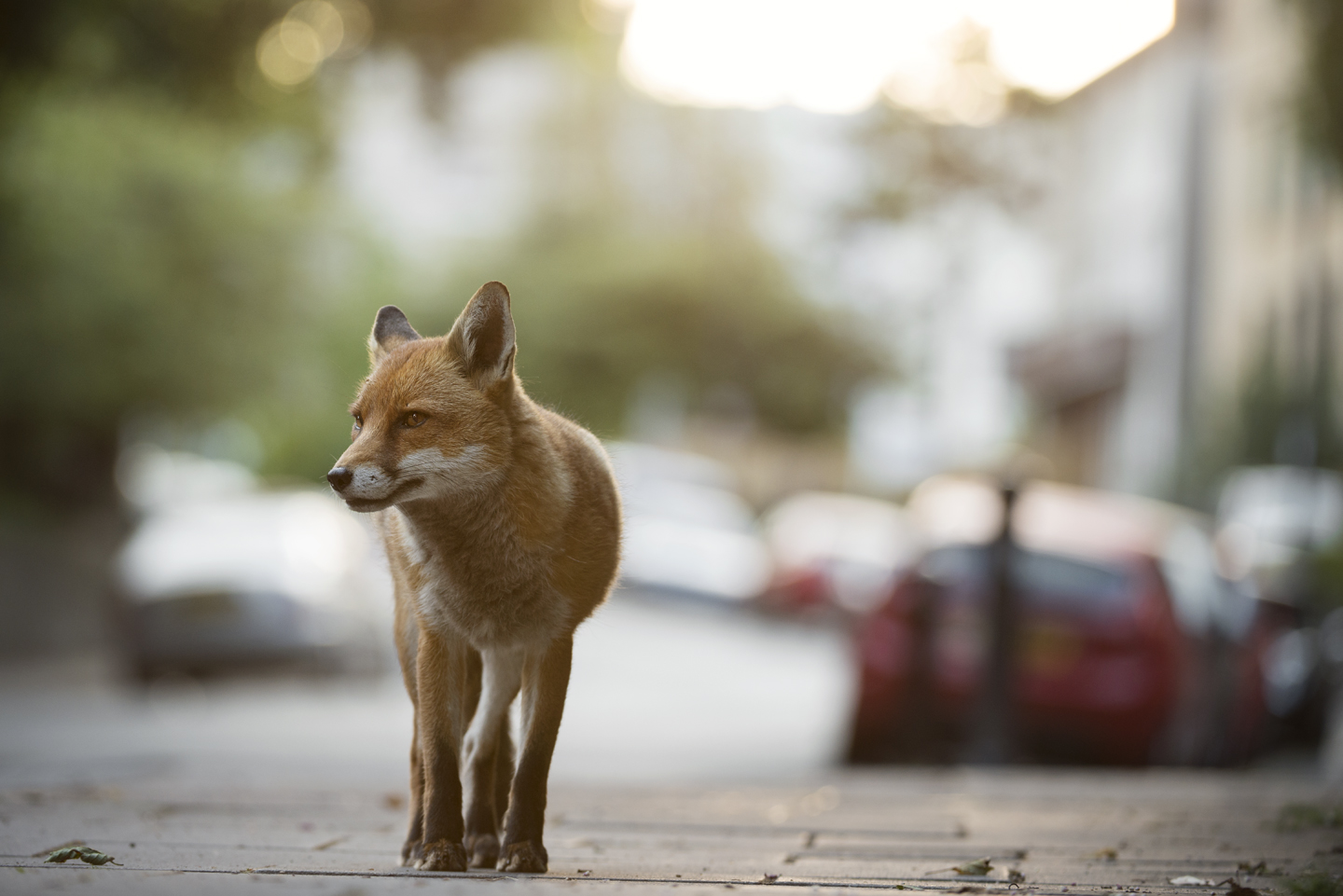  Dog foxes patrol their territories in the early morning, before the commuters head out for the day 