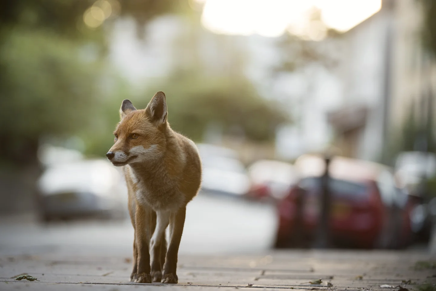 Dog foxes patrol their territories in the early morning, before the commuters head out for the day