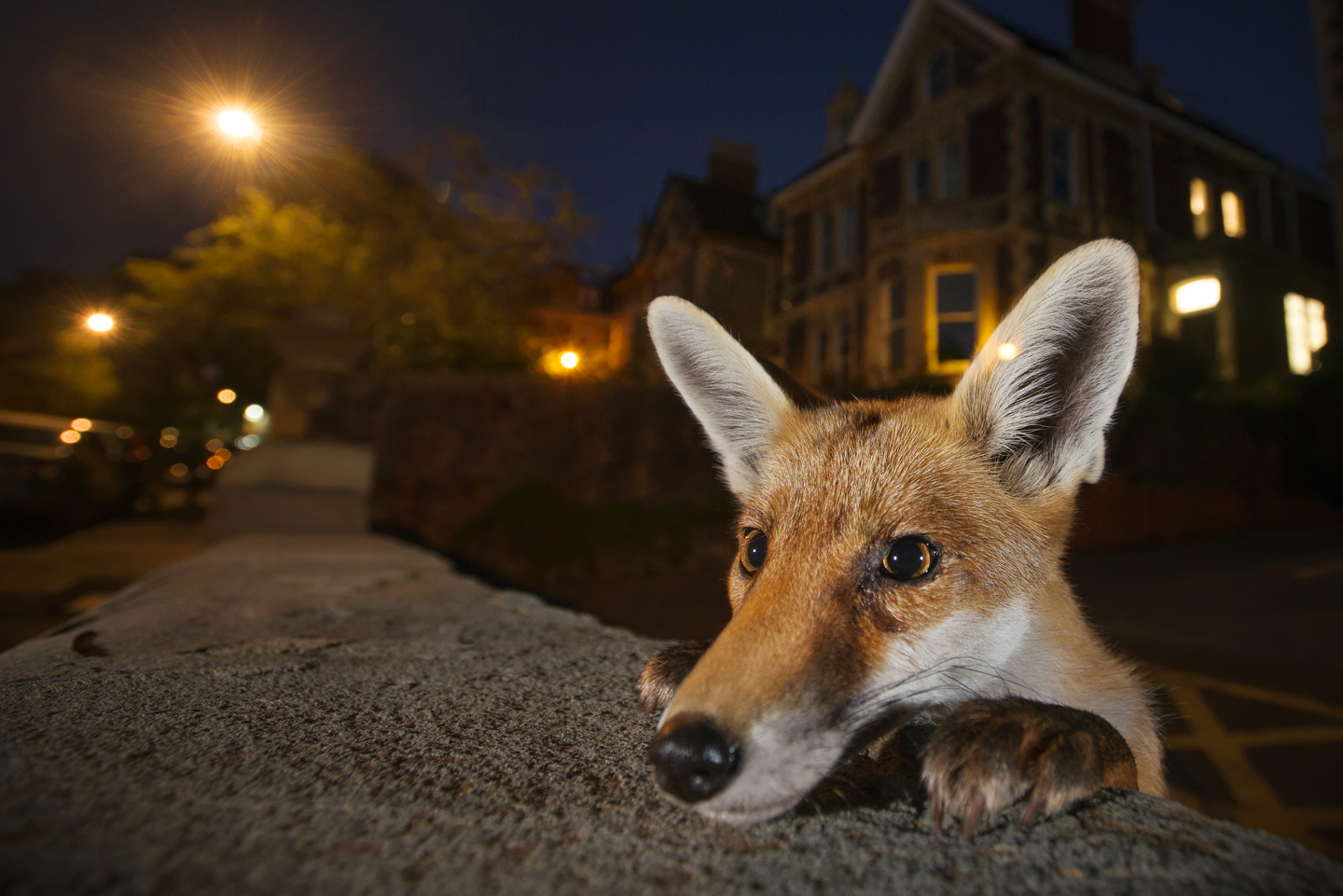   Curious, adaptable and intelligent. The red fox is the perfect urban survivor  