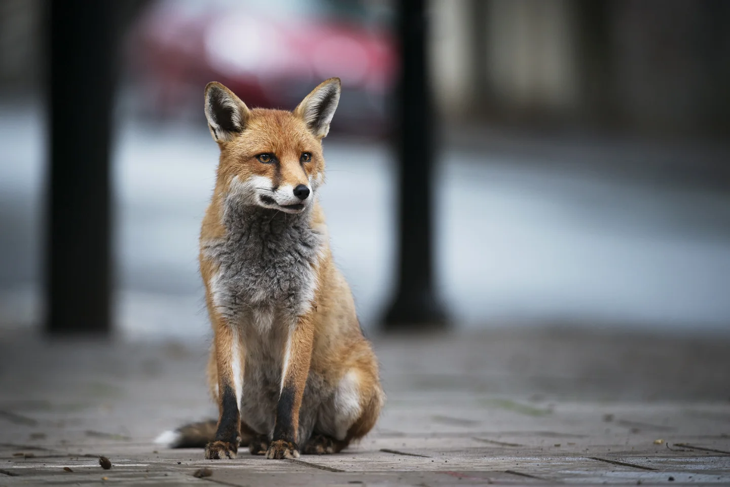 Mange is still present, but numbers have slowly been recovering and the surviving foxes are more resistant to the disease. Many territories however, still remain vacant