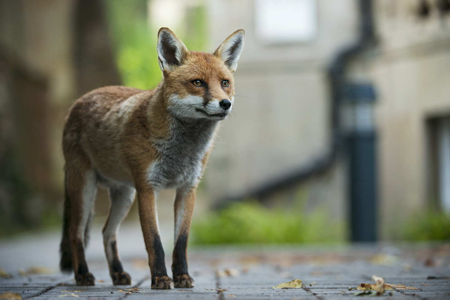   In an increasingly urban world, it’s remarkable to find a carnivore not only surviving, but thriving in the city  