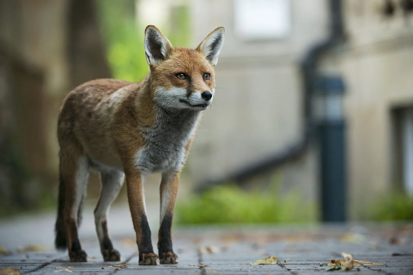 In an increasingly urban world, it’s remarkable to find a carnivore not only surviving, but thriving in the city