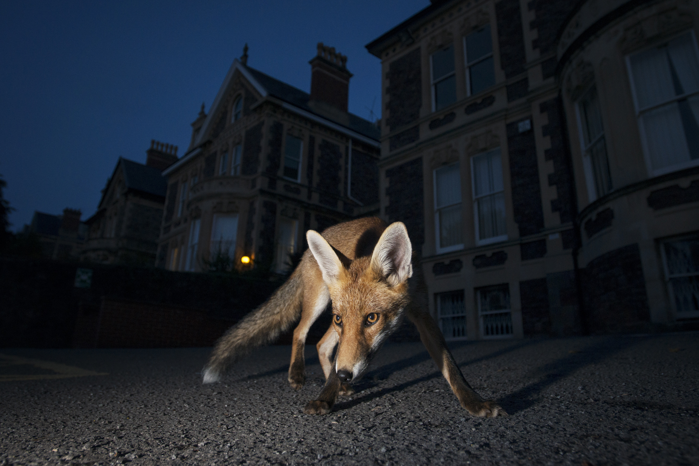   By keeping to the shadows and leading a mostly nocturnal life, the red fox can live alongside man almost unnoticed  