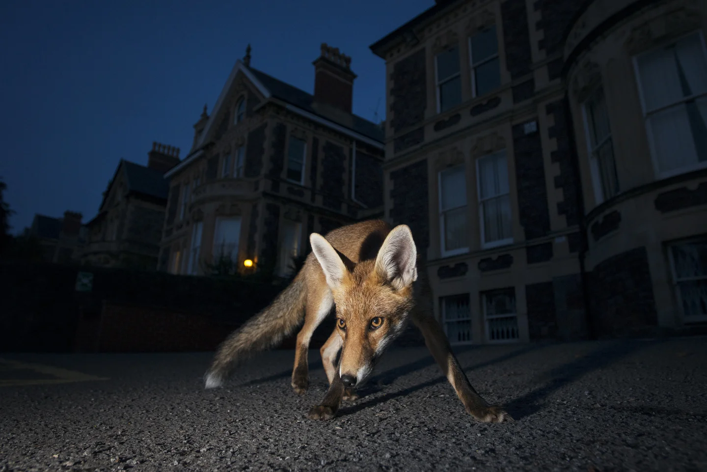 By keeping to the shadows and leading a mostly nocturnal life, the red fox can live alongside man almost unnoticed