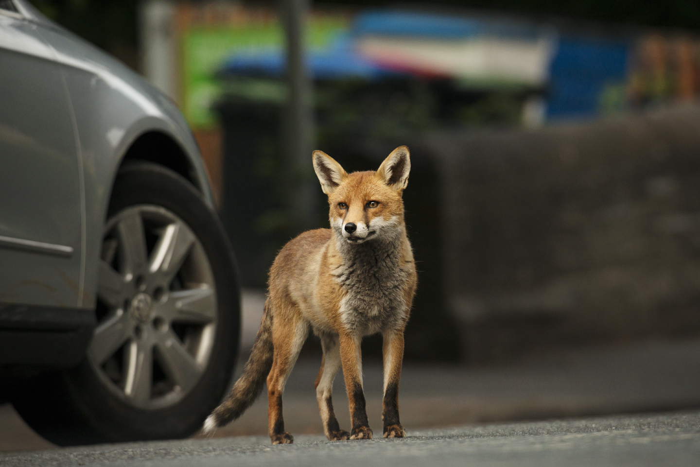   Cars can also be a big killer. Around 50% of urban foxes die on our roads, with young foxes in most danger. Adults are much more streetwise and know their green cross code  