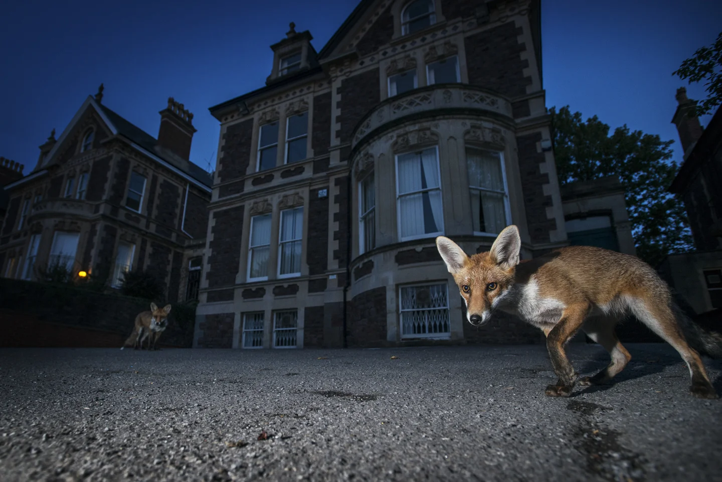 Young foxes spend most of the summer near their dens in family groups, exploring their surroundings and slowly growing in confidence