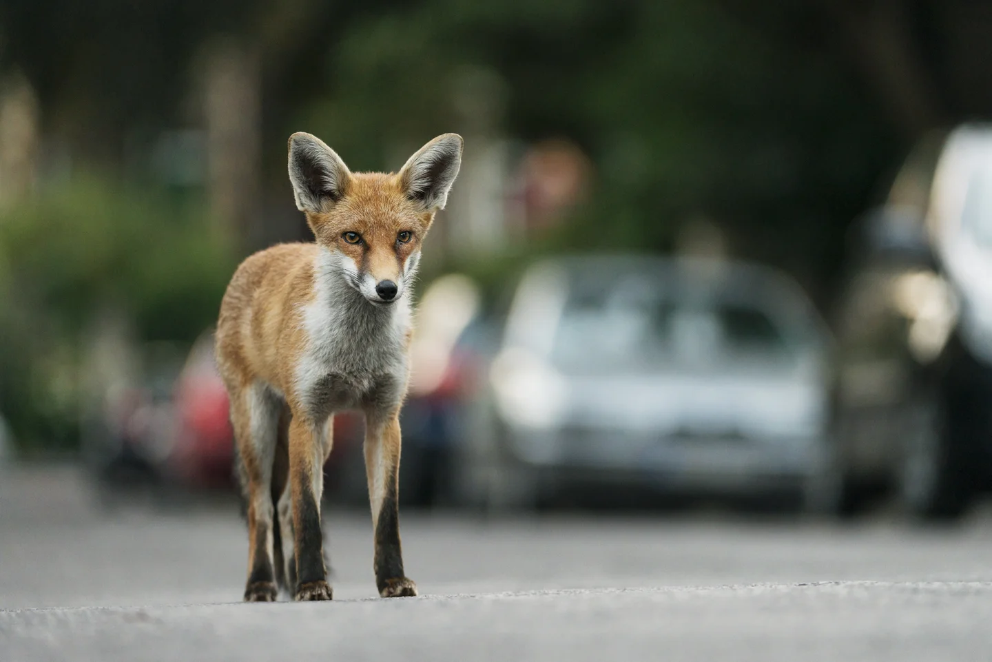 Young vixens may stay with the family, but during autumn and winter, young dogs are adventuring further and starting to look for their own territories