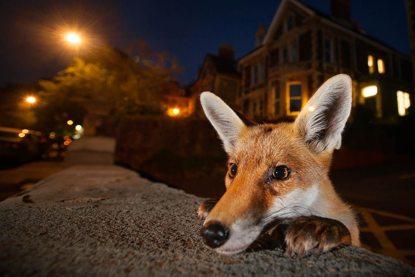 Nosy Neighbour