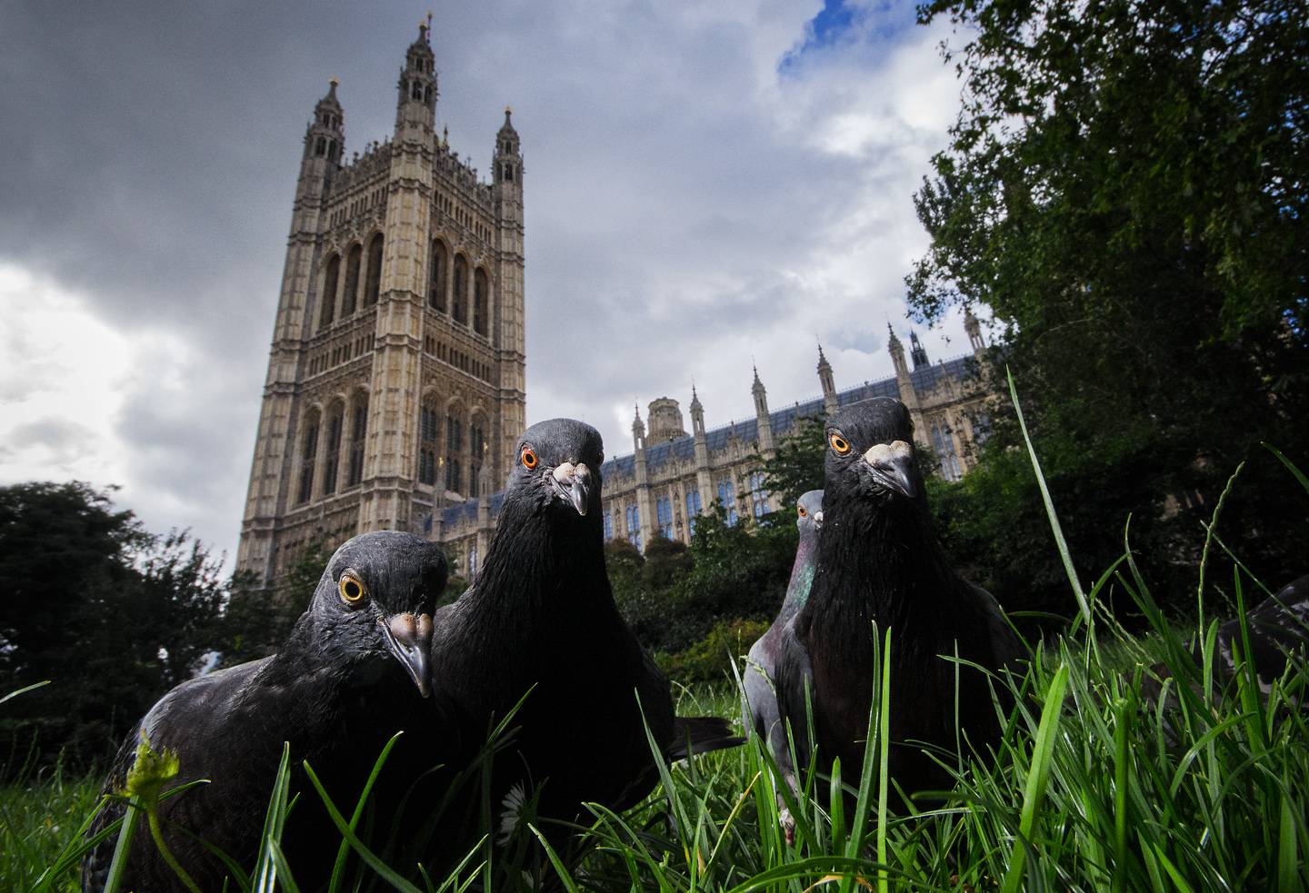 Parliament Pigeons