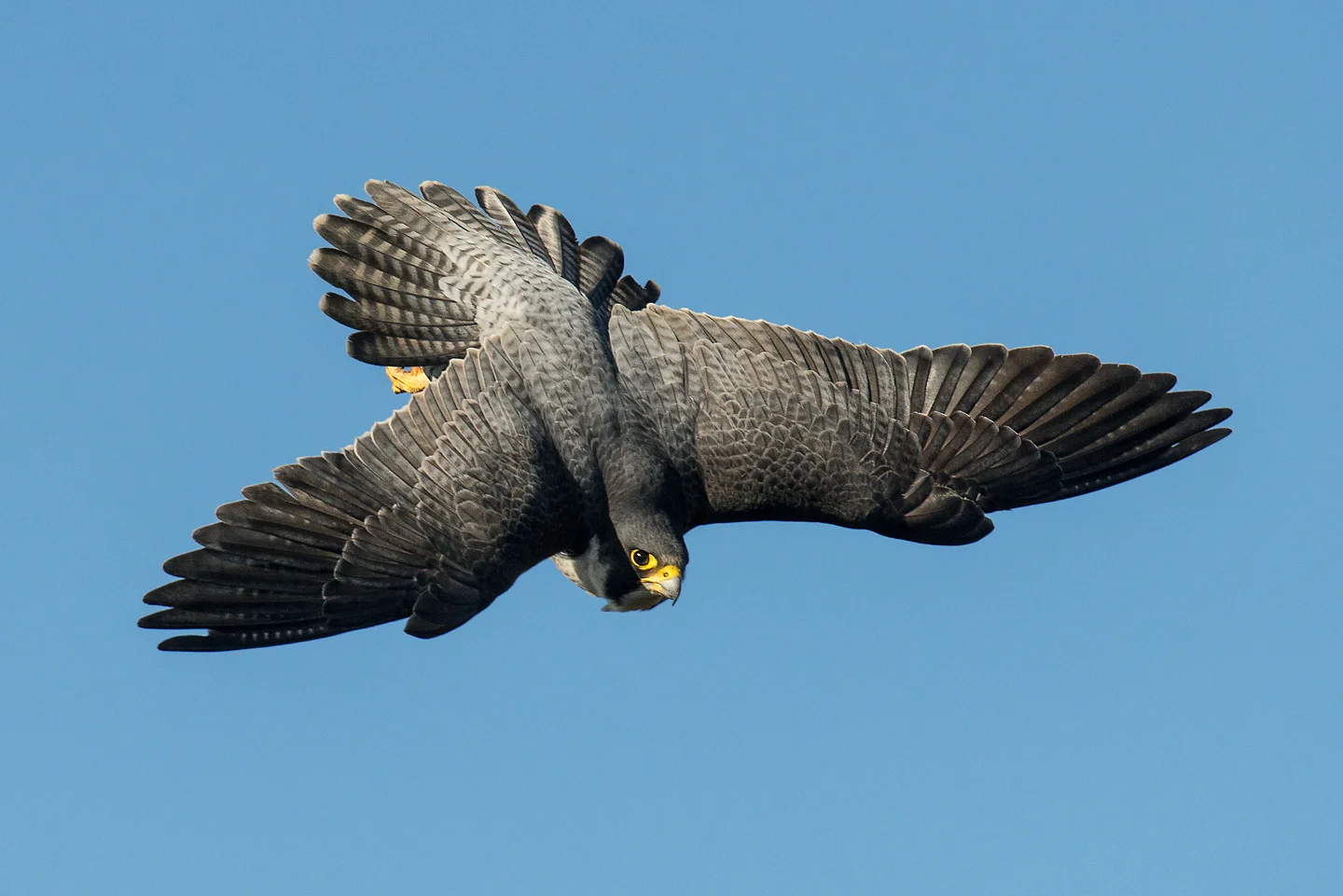 Peregrine Display