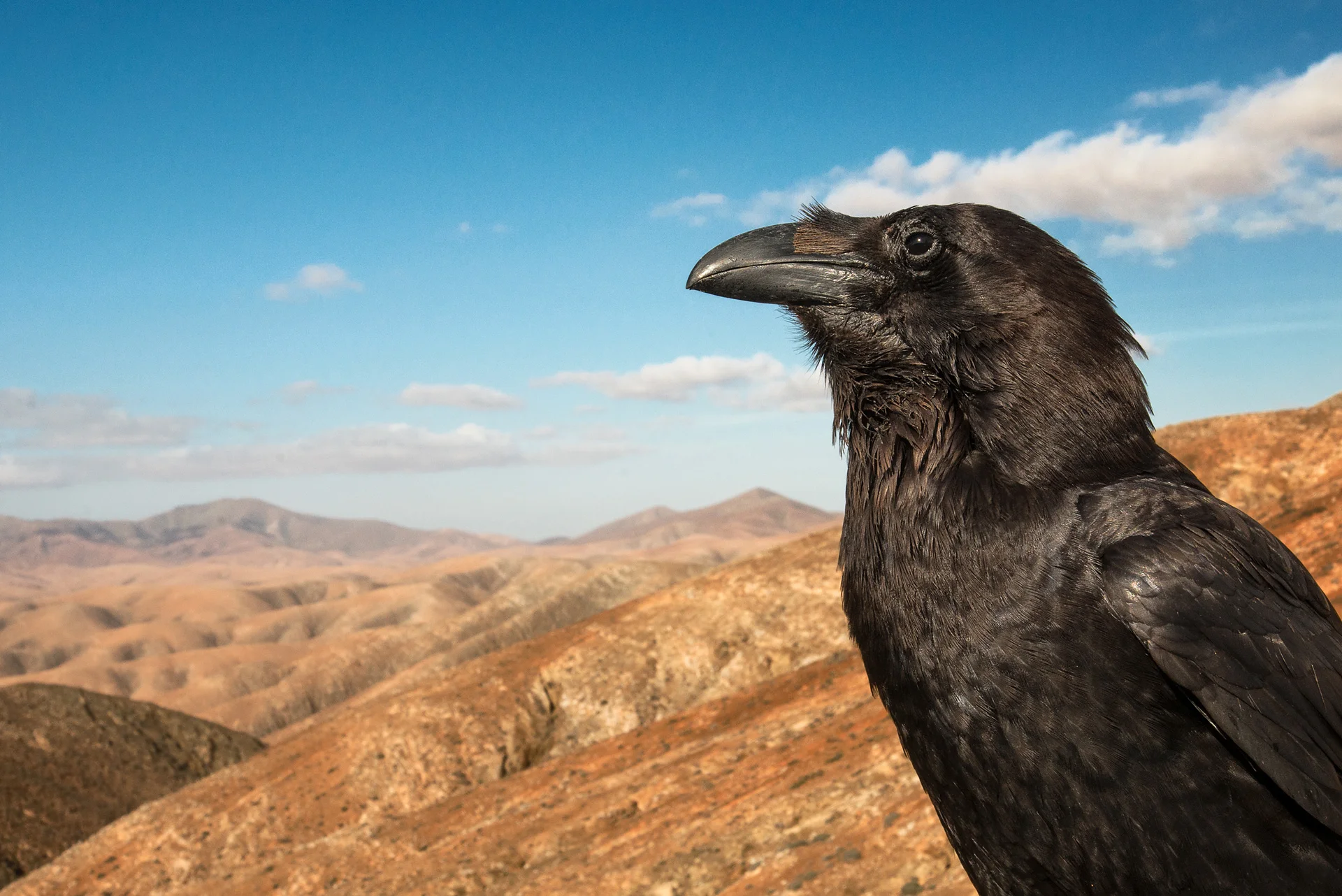 ©sam_hobson_hp36_raven_v3.jpg