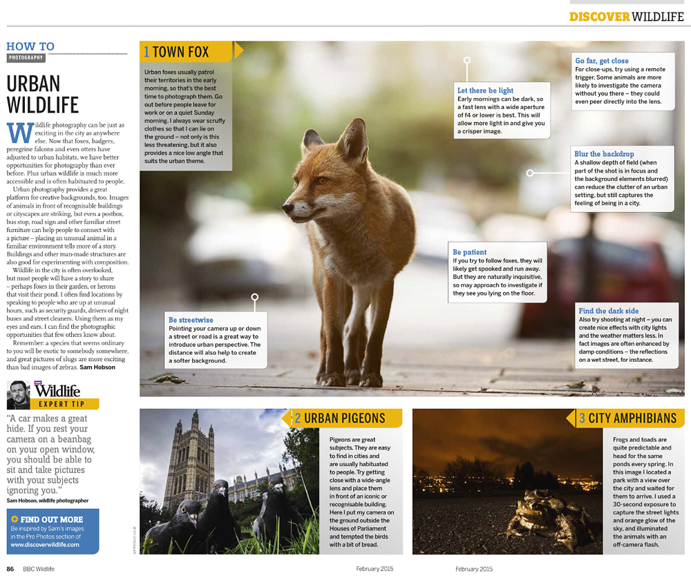 BBC Wildlife Magazine: nature, conservation and wildlife watching