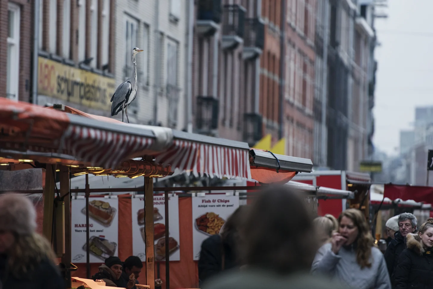 With many canals and rivers, Amsterdam is the perfect city for grey herons
