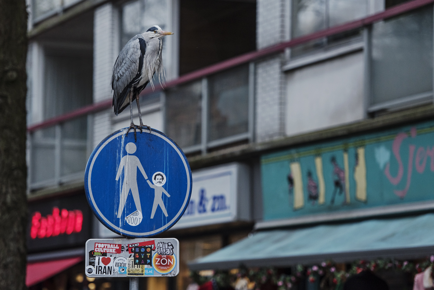  The herons have adapted so well to city life, that they now know all of the best places to sit in wait for a free meal 