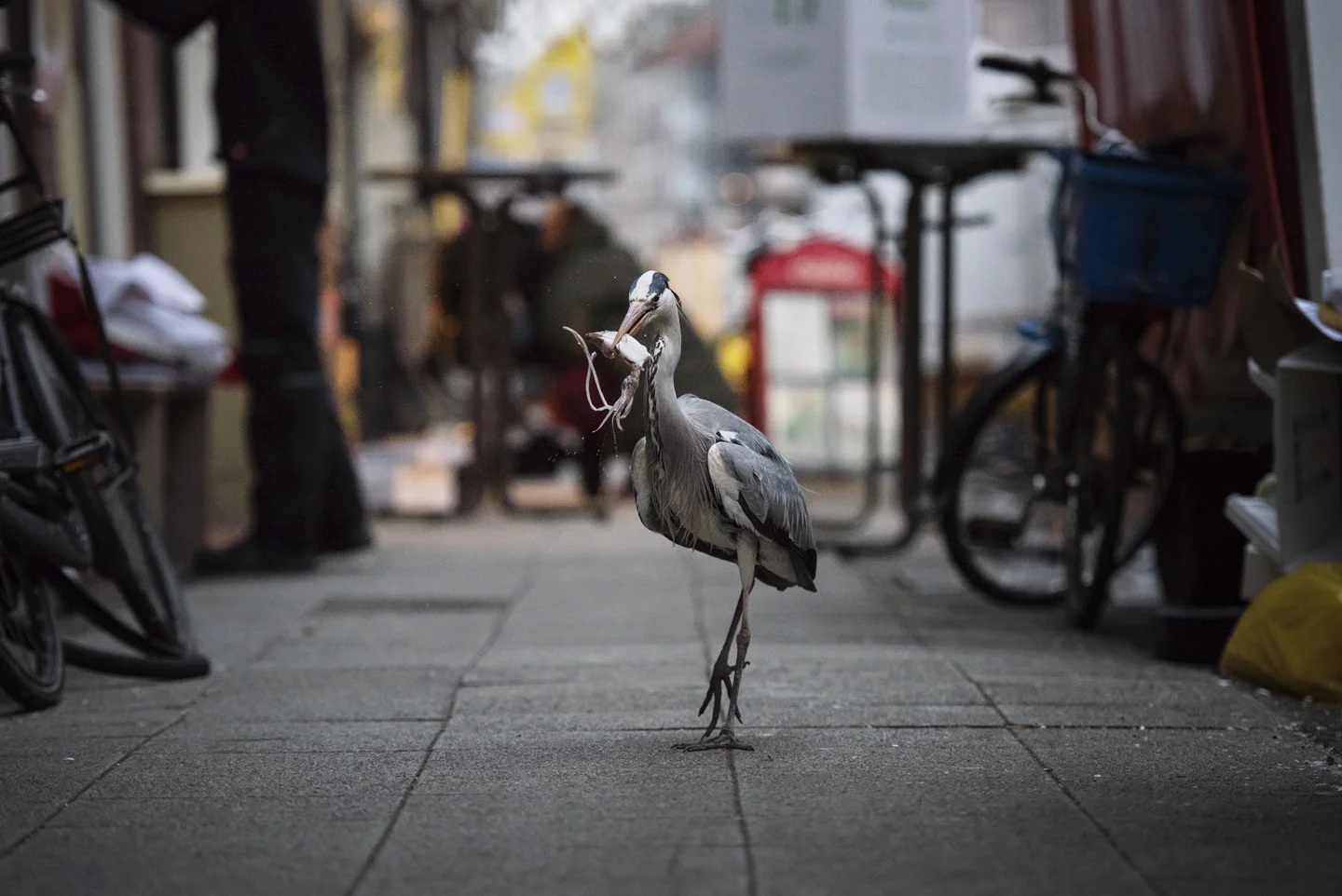 For experienced herons with a taste for kalamari, sometimes that wait is too long