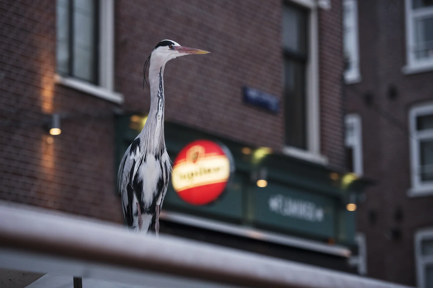 Most birds patiently wait until dusk, when the market closes and the stalls pack up and gather their leftovers