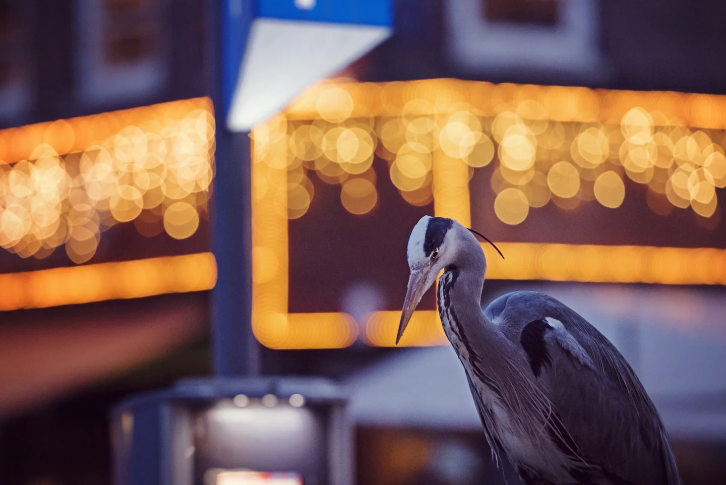This is the moment they have all been waiting for. They watch intently from their perches as the day's rubbish is piled at either end of the market